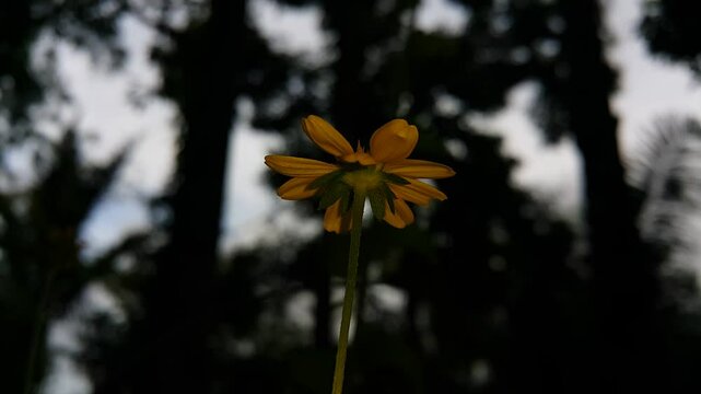 Aesthetic 4k footage, Yellow flower (Melanthera biflora) focus on the foreground. Perfect for documentaries in tropical rainforests and World Wildlife Conservation Day on December 4th.