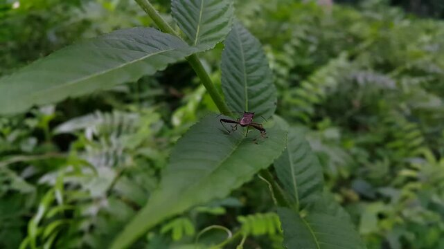 Aesthetic 4k footage, Riptortus linearis (Bean bug) perched on a leaf. Perfect for documentaries in tropical rainforests and World Wildlife Conservation Day on December 4th.