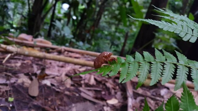 The shell of a cricket insect sticks to a fern leaf. 4K footage shot in mountain. Insect T auletes, neotibicen tibicen, megatibicen auletes, dog day cicadas, cicadas, cicadae, giant cicada.