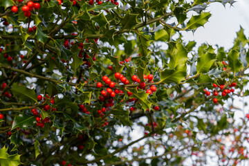 Red Holly Berries and Green Leaves, Ilex aquifolium 'Pyramidalis'