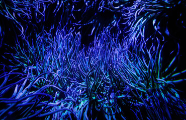 Snakelocks anemone, blue anemone viridis