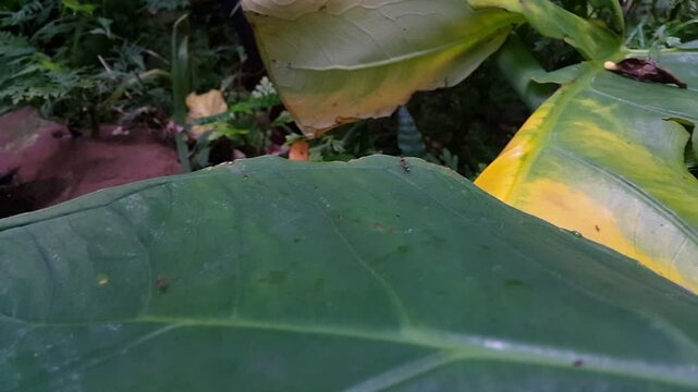 Serangga bersayap merah dan semut rangrang di daun hijau tua. Sempurna untuk film dokumenter di hutan hujan tropis dan Hari Konservasi Satwa Liar Sedunia pada tanggal 4 Desember.