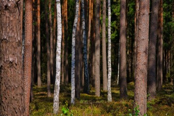 Fototapete bei efototapeten.de bestellen   
