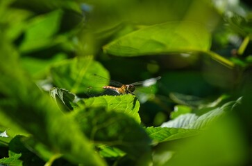 dragonfly on a green leaf
