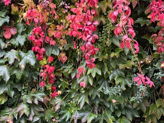 Background of parthenocissus quinquefolia with red and green foliage
