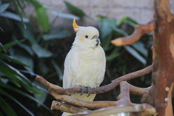 white parrot in forest