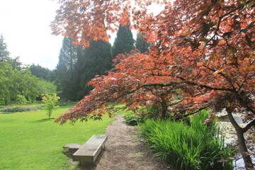 spring trees in the park