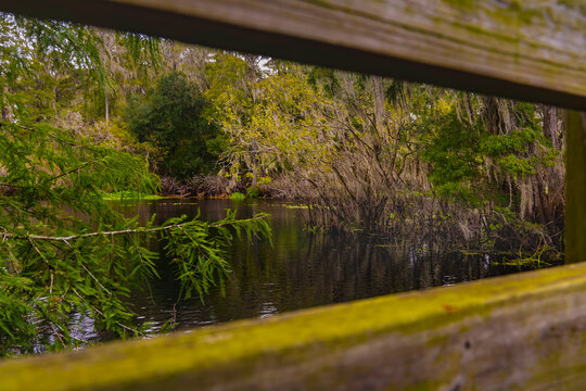 A lush, swampy landscape features dense trees draped with Spanish moss and a wooden boardwalk at Lettuce Lake Park Tampa Florida. The water is partially covered with green aquatic plants, creating a s