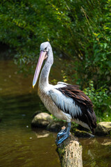 Perching Australian Pelican (Pelecanus conspicillatus)