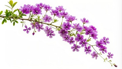 Fototapeta premium Branch of purple flowers with leaves on white background, purple, flowers, branch, leaves, isolated, botanical, nature