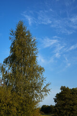 A tall birch tree with lush green leaves stands out against a bright blue sky with white clouds. The natural beauty of the tree and the peaceful landscape create a calm and idyllic atmosphere