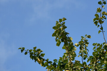 Ripe yellow apples hang on the branches of an apple tree against a clear blue sky. This image evokes the feeling of a warm summer day in an orchard, nature, healthy eating, organic produce