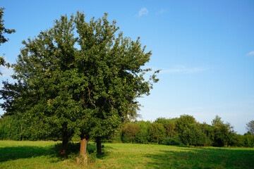 A bright apple tree laden with ripe fruit stands in a sunlit meadow, its branches reaching up to the clear blue sky. Beauty of nature, harvest, gardening, agriculture, healthy eating, space for text