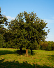Fototapeta premium A lone tree stands majestically on a grassy field under a clear blue sky, surrounded by lush green foliage and casting a shadow on the ground. The tranquil setting conveys the beauty of nature