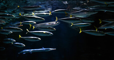 School of mackerel in the Baltic Sea
