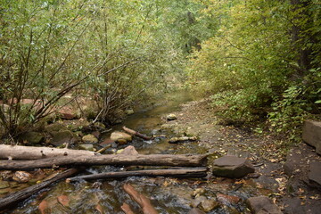 Branches laying over small forest creek