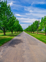 Vertical shot of tree-lined road to mountain through Robertson wine valley, Western Cape, South Africa