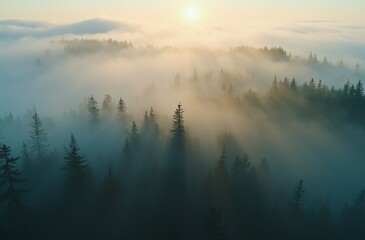 morning mist over the woods
