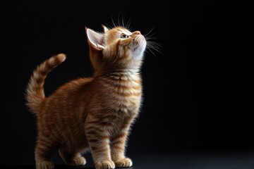 Obraz premium the beside view baby British Shorthair cat standing, left side view, low angle, white copy space on right, Isolated on black Background
