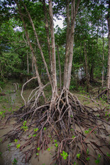 Mangrove forests on the seaside indicate the richness of nature.