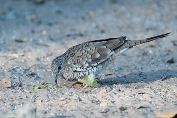 Scaled dove on ground