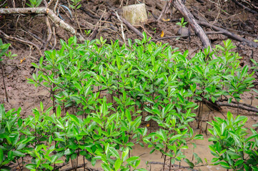 Mangrove forests on the seaside indicate the richness of nature.