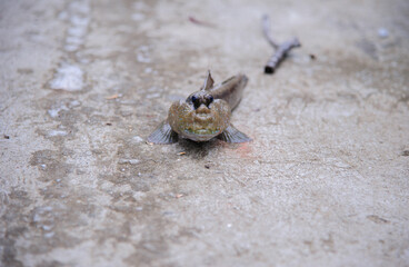 Mudskipper on the ground