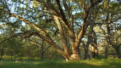 Captures the Forest's Twisted Branches and Waves of Green Grass Bathed in Sunlight, Turning It into a Magical Kingdom of Nature. Ideal for Virtual Forest Walks