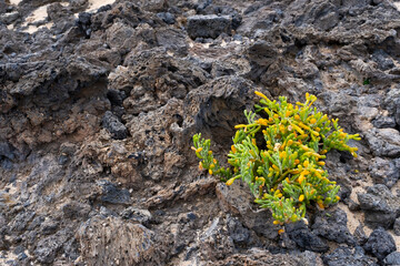 tetraena fontanesii plant, sea grape growing among volvanic rocks, succulent plant of zygophyllaceae family in a beach rocks of Lanzarote