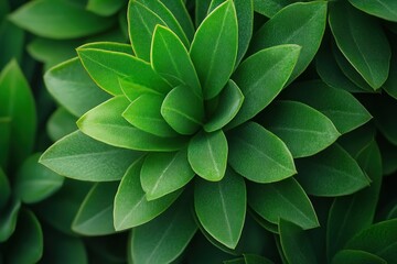 Fototapeta premium Close-up Macro Photography of Green Leaf Texture, Detailed Organic Pattern with Sharp Focus, Nature Photography, Green Leaves, Botanical Macro, Plant Texture, Abstract Leaf Art, Nature Background