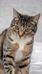 Brown and Gray Tabby Cat Looking Out Window with Curious Expression