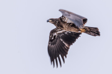 Bald eagle juvenile flying against overcast sky 1