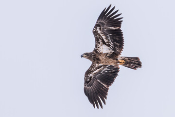 Bald eagle juvenile flying against overcast sky 2