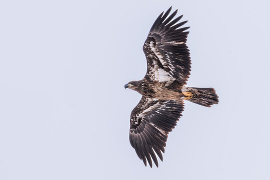Bald eagle juvenile flying against overcast sky 2