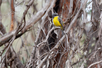 Eastern Yellow Robin
