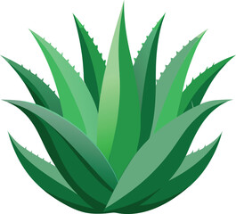 realistic set of aloe vera no background