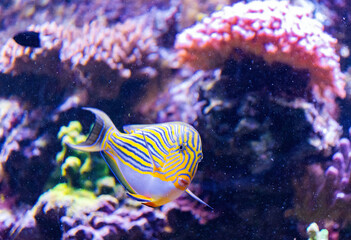 Yellow-blue tropical surgeon fish	
