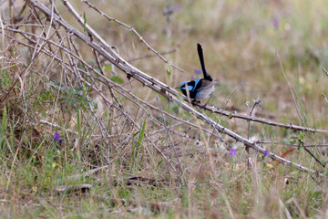 Blue wren