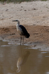 White Necked Heron