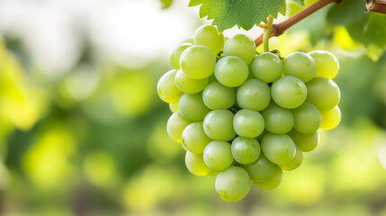 Fresh green grapes hanging on vine, surrounded by lush greenery, evoke sense of vitality and abundance.