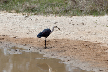 White Necked Heron
