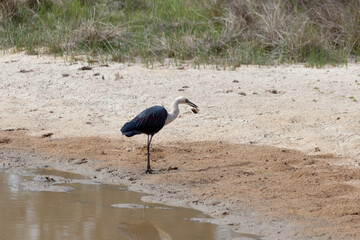 White Necked Heron