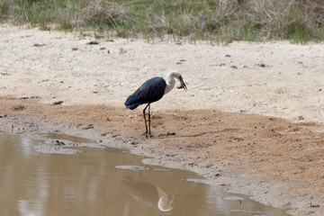 White Necked Heron