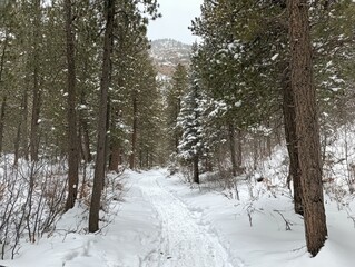 Fototapeta premium Explore the snow-covered path winding through pine trees with ample free space in winter wonderland