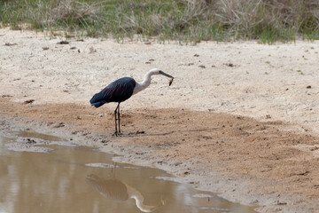 White Necked Heron