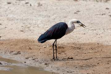 White Necked Heron
