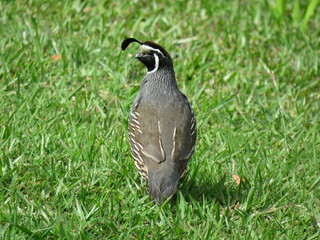 quail on the grass