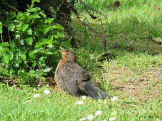 bird in the hot sun