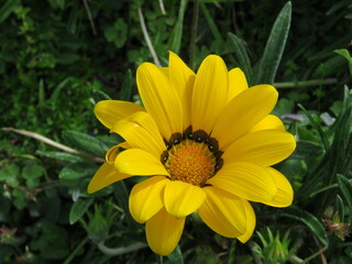 yellow flower in the garden