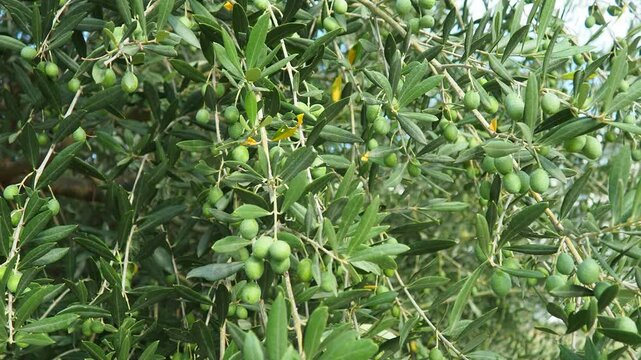 The olive, botanical name Olea europaea, meaning European olive, is a species of small tree or shrub in the family Oleaceae, found traditionally in the Mediterranean Basin, Africa and western Asia.